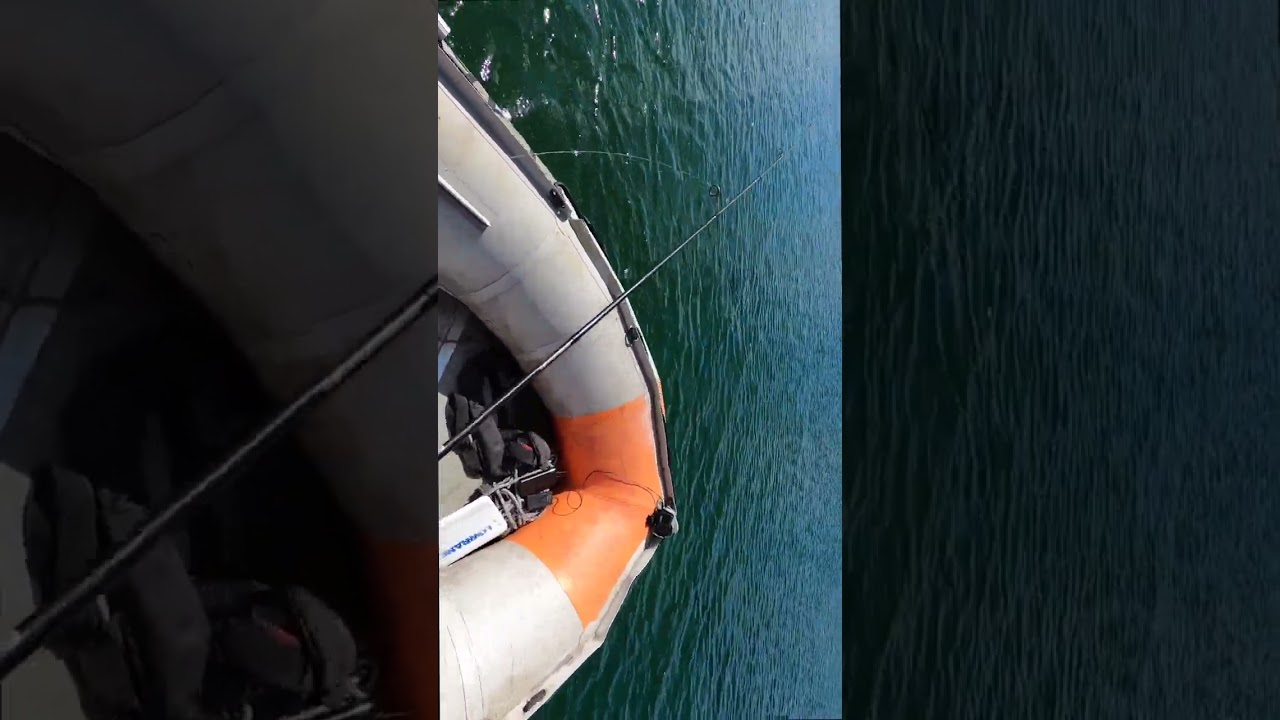 Kuoja spiningu #shorts #kuoja #baltasplesrunas #fishing2023