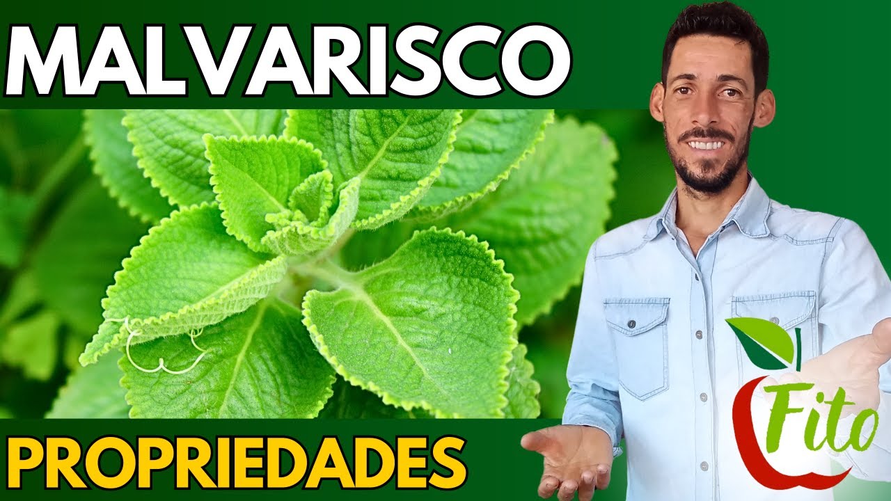 HORTELÃ-PIMENTA, MALVA DO REINO ou MALVARISCO (Plactranthus amboinicus) | Plantas Medicinais