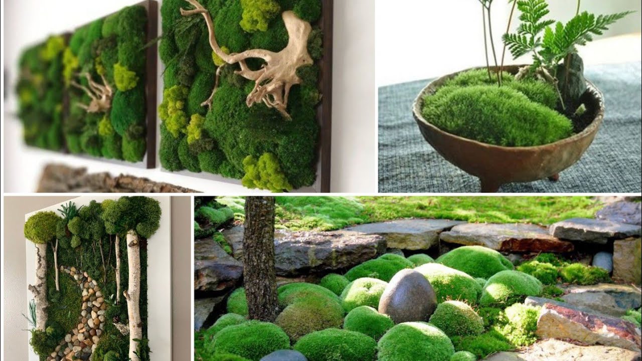 IDÉIAS CRIATIVAS DE JARDIM COM MUSGOS! GENIAL!