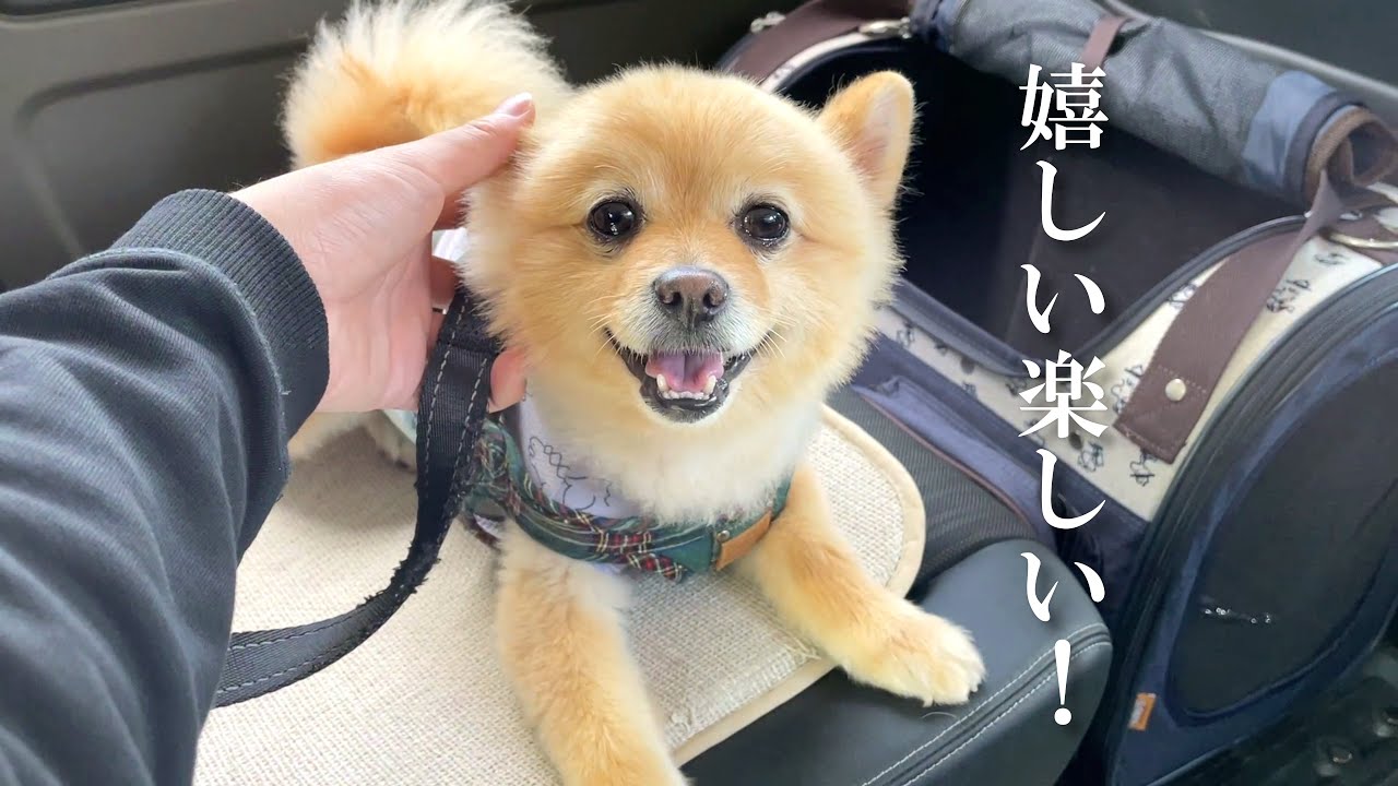 愛犬をドライブに連れて行ったらこうなりました…笑
