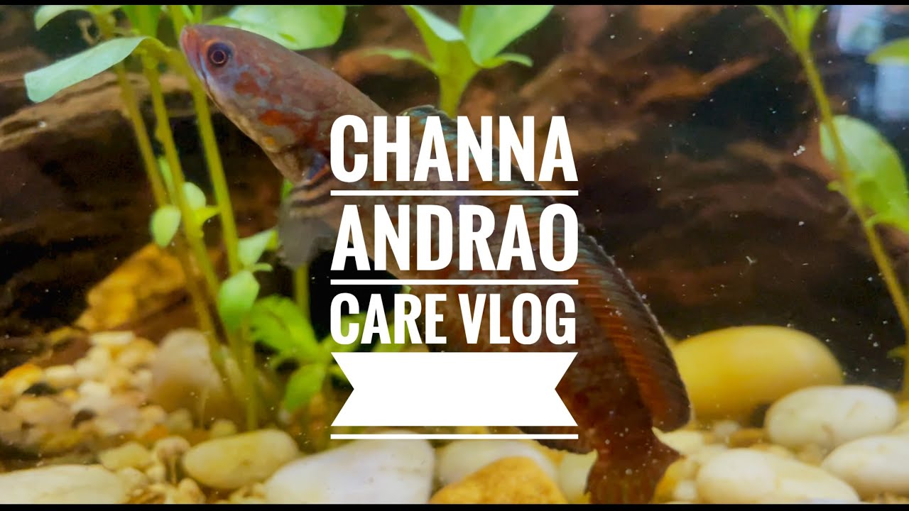 Channa Andrao Care Vlog
