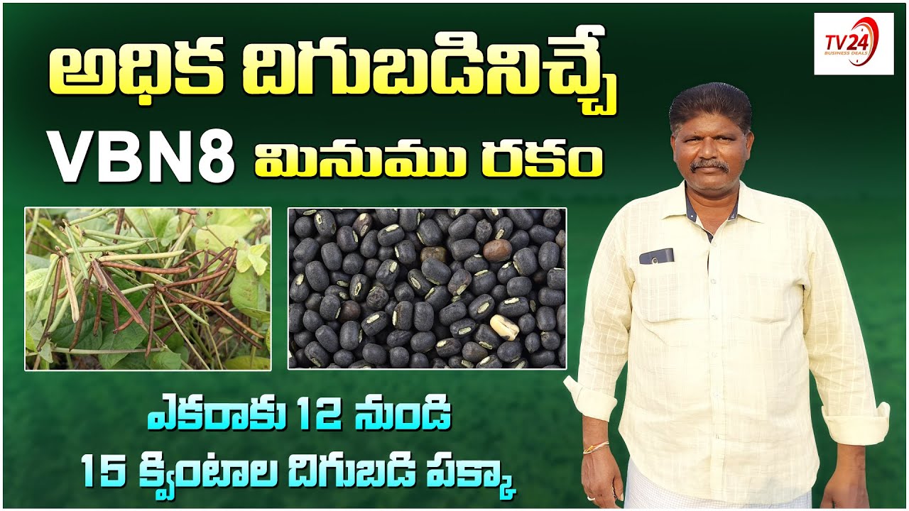 అధిక దిగుబడినిచ్చే VBN 8 మినుము రకం | Black Gram Seeds | Agriculture | Seeds Farming | Best Seeds