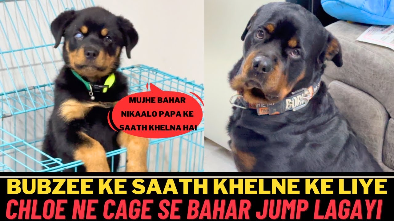 Rottweiler Puppy Chloe Apne Papa Bubzee Se Saath Khelna Chahti Hai: Cage  Se Bahar Jump Kr Gai Chloe