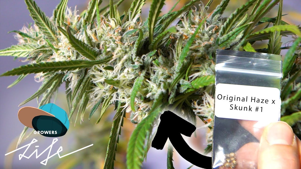 Indoor Cannabis  Grow -  Leidenschaft eines G&auml;rtners f&uuml;r unterschiedliche Genetiken 🌿
