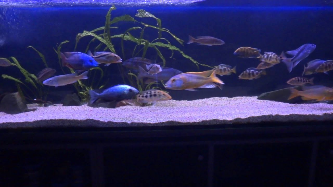 Malawi Haps Tank 1
