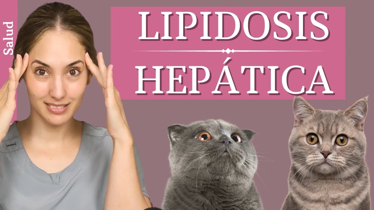 Lipidosis hepática felina🙀  | ¿Tu gato no come y está amarillo?🟡