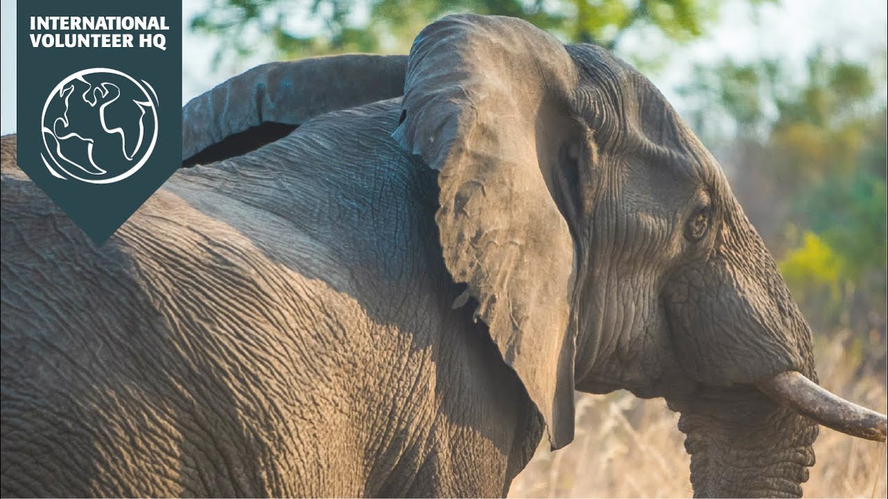 Volunteer in Victoria Falls with IVHQ