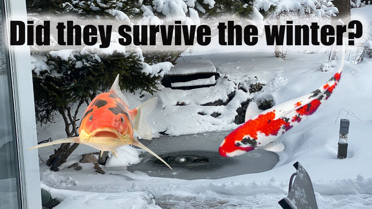 The Backyard Koi Pond | Did the Koi Survive the Winter?