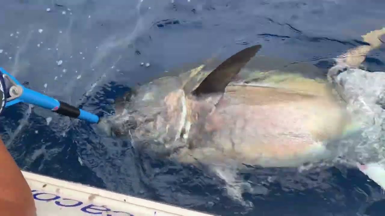 LA PESCA IN LIGURIA - Andrea Musso
