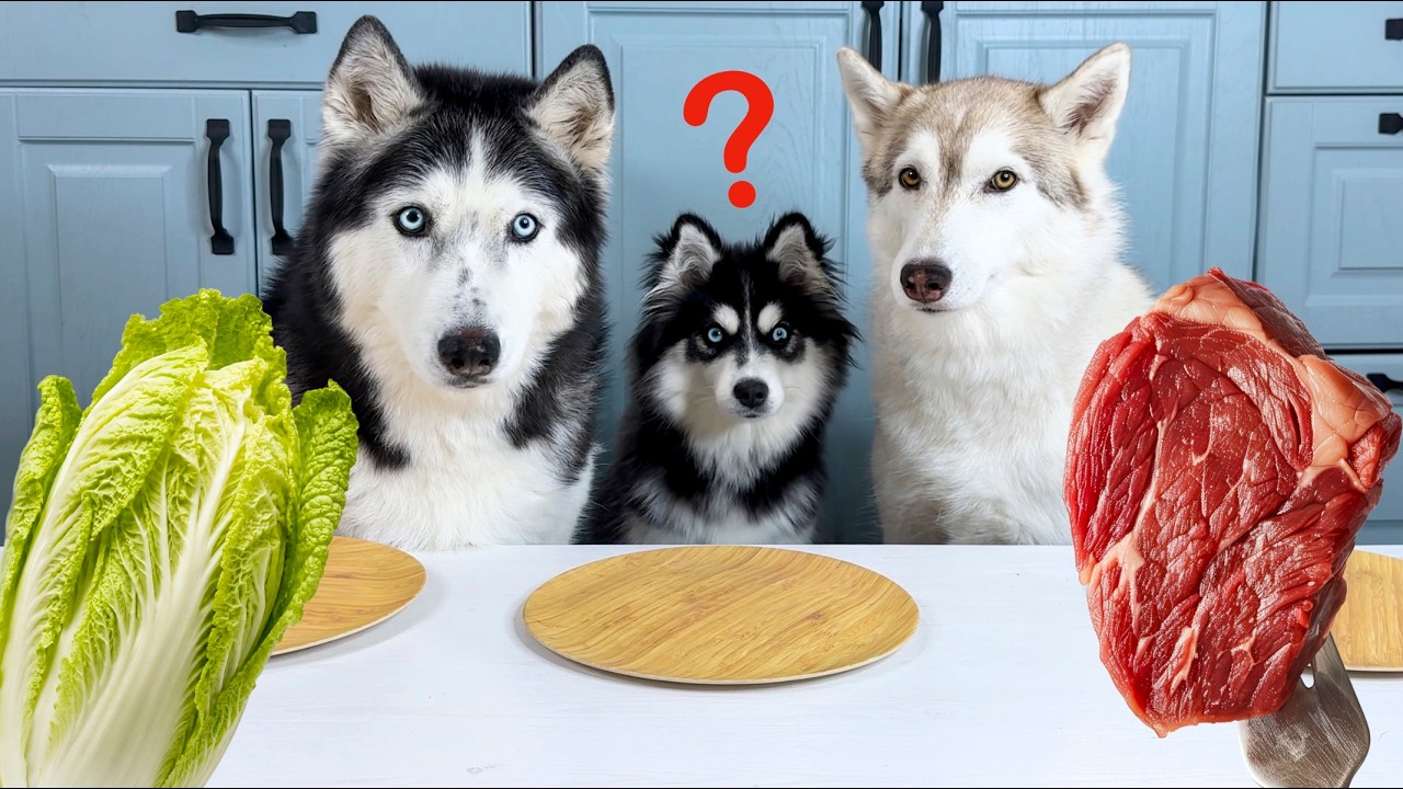 Huskies Teach a Puppy to Eat Healthy Food! Dog food review