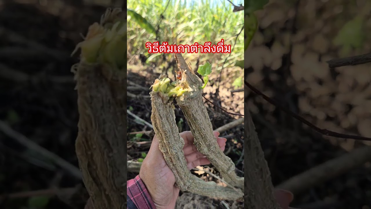 วิธีต้มเถาตำลึงดื่ม #เถาตำลึง #พืช #สมุนไพร #herbal