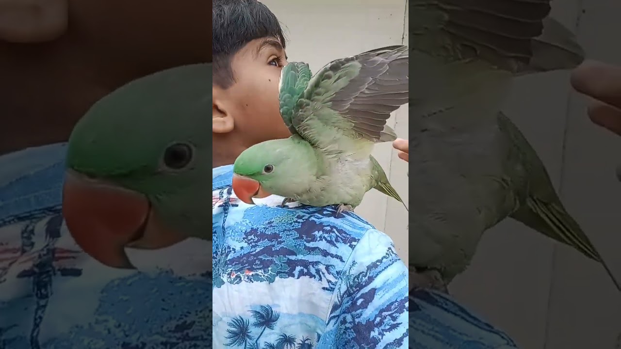 parrot 💞#parrot #parrotcoop #funny #kiwibird #cute #birdmum #birds #blueparrot #pets #talkingparrot