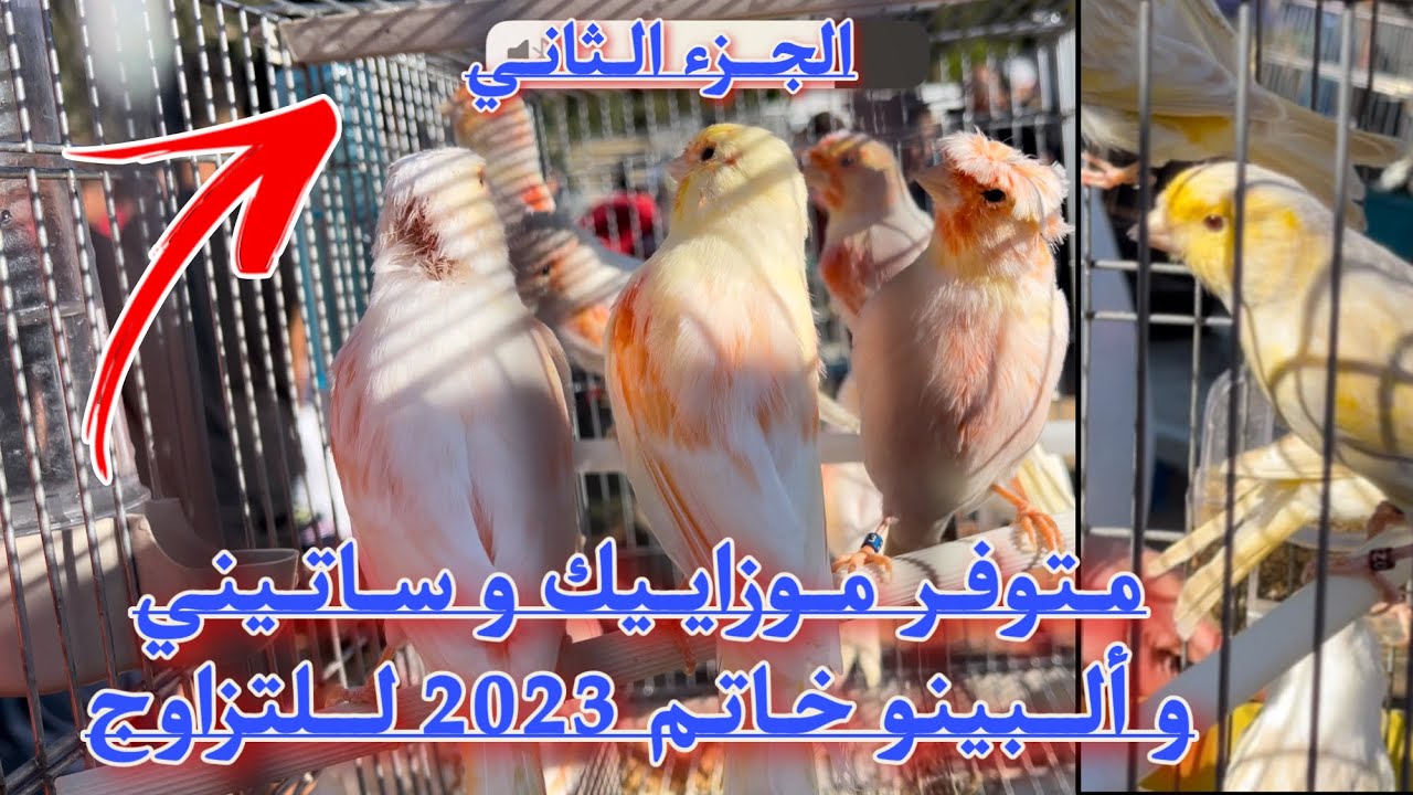 من سوق الطيور أسعار الموزاييك و الساتيني و  الألبينو و البورتور و الببغاوات سوق بني مسوس للطيور 🇩🇿