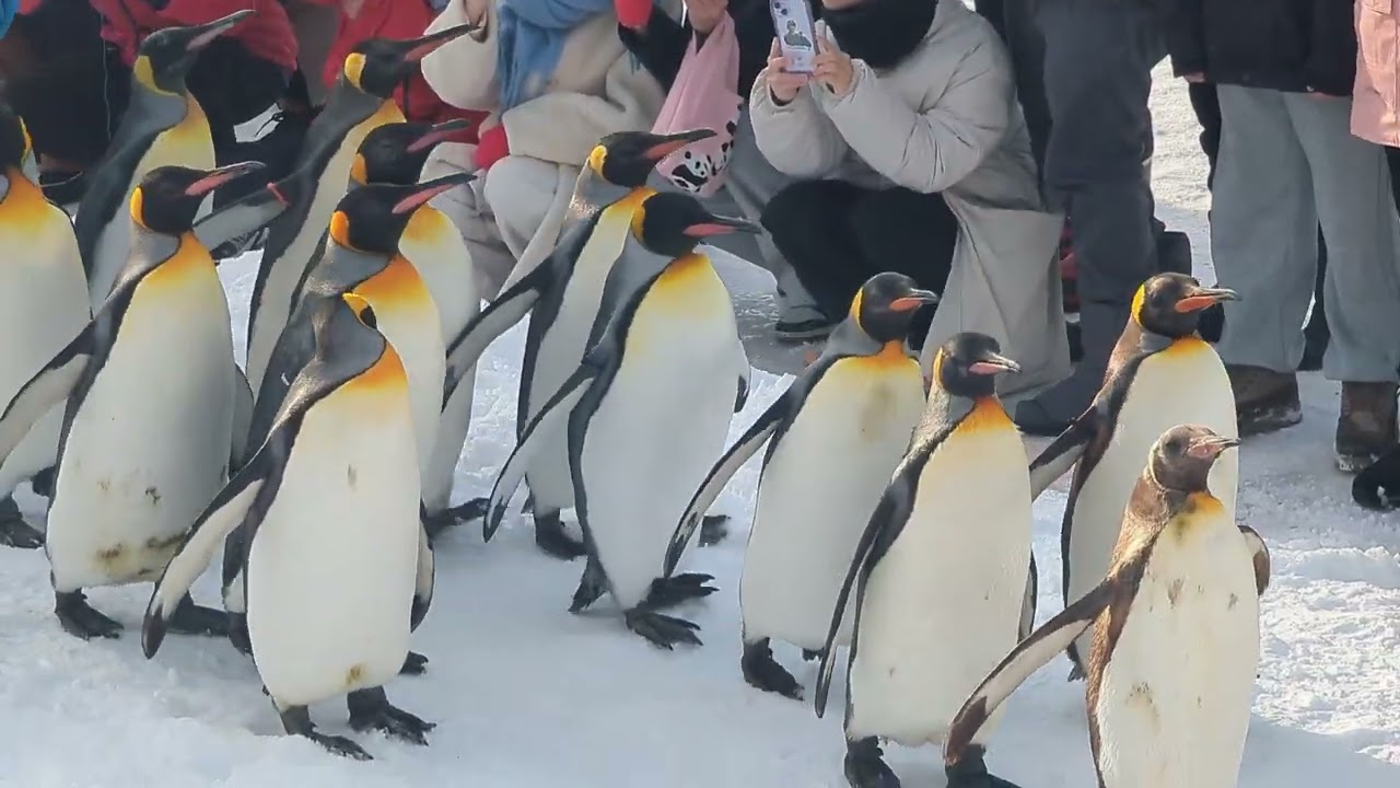 2025/2.7旭山動物園ペンギン散歩