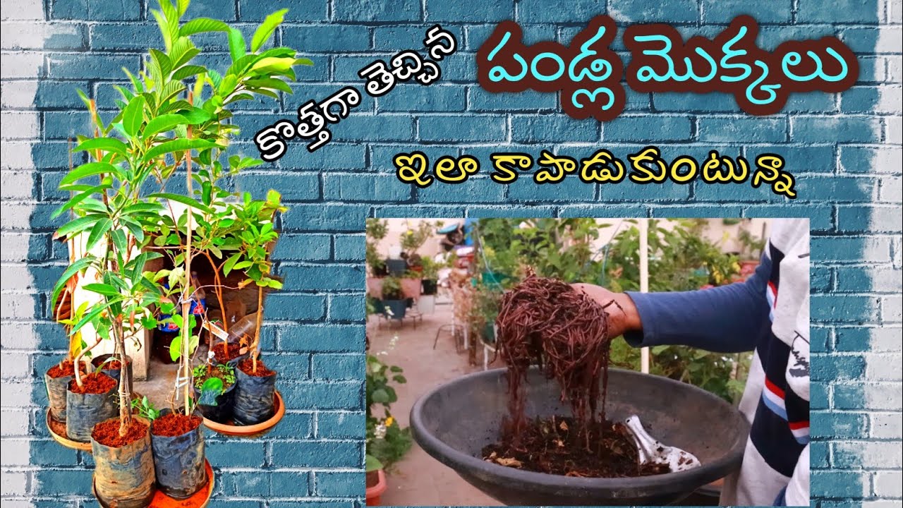 కొత్తగా తెచ్చిన పండ్ల మొక్కలు ఇలా కాపాడుతున్నా, కుండీల్లో వానపాములు