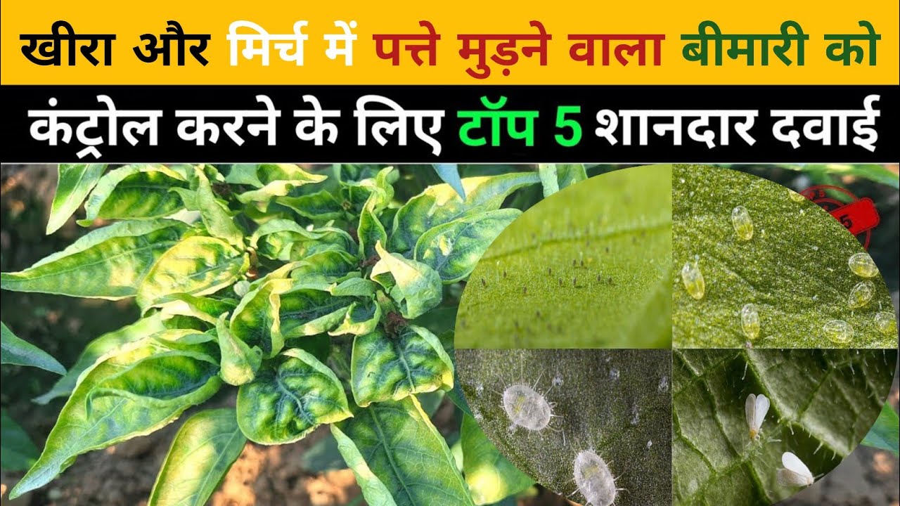खीरा और मिर्च मे थ्रिप्स की पहचान और नियंत्रण |सितम्बरमें थ्रिप्स के लिए सर्वोत्तम दवा | thrips माइट