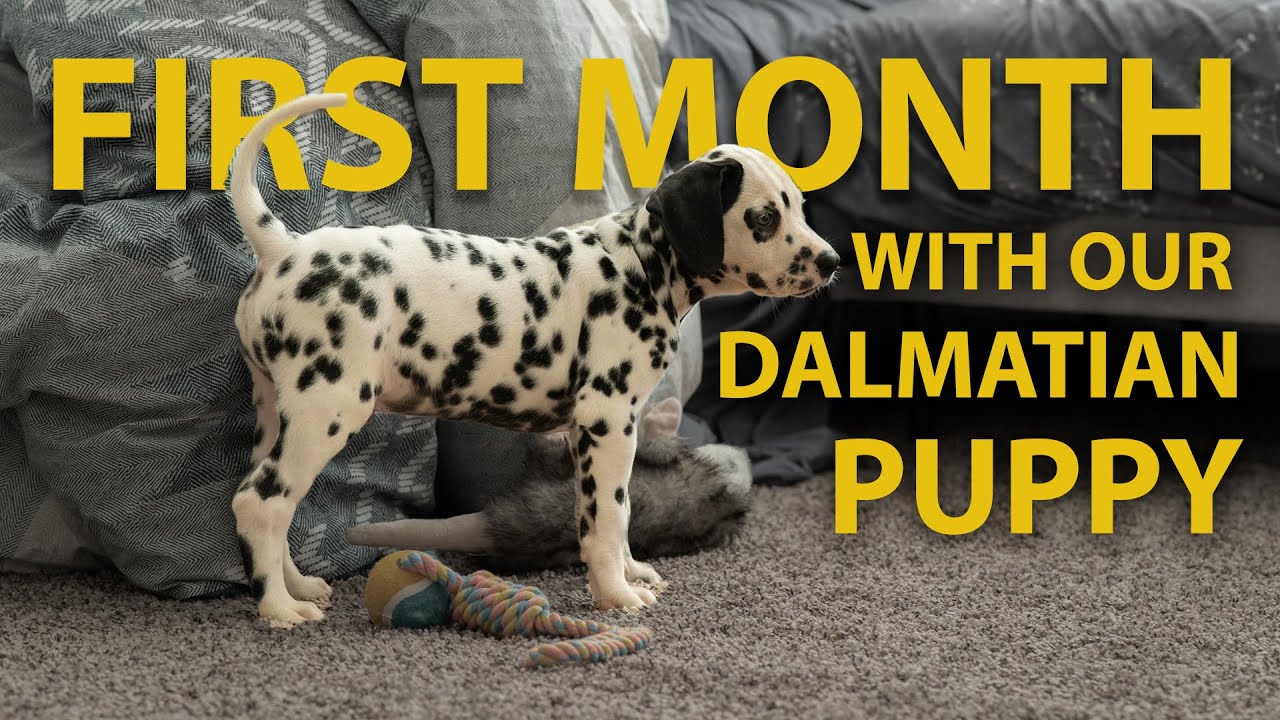 First Month with our Dalmatian Puppy