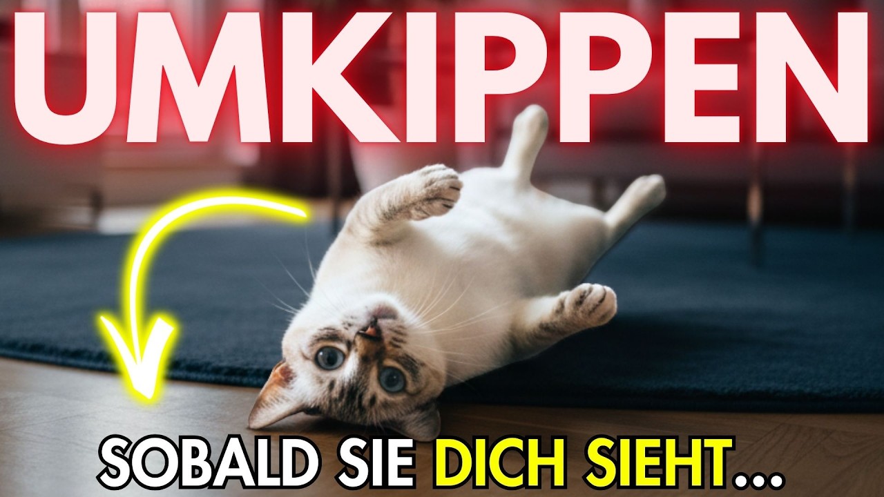 Warum Deine Katze umfällt, sobald sie dich sieht