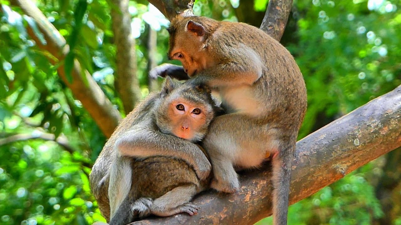 We offer Sweet Special grooming services, 