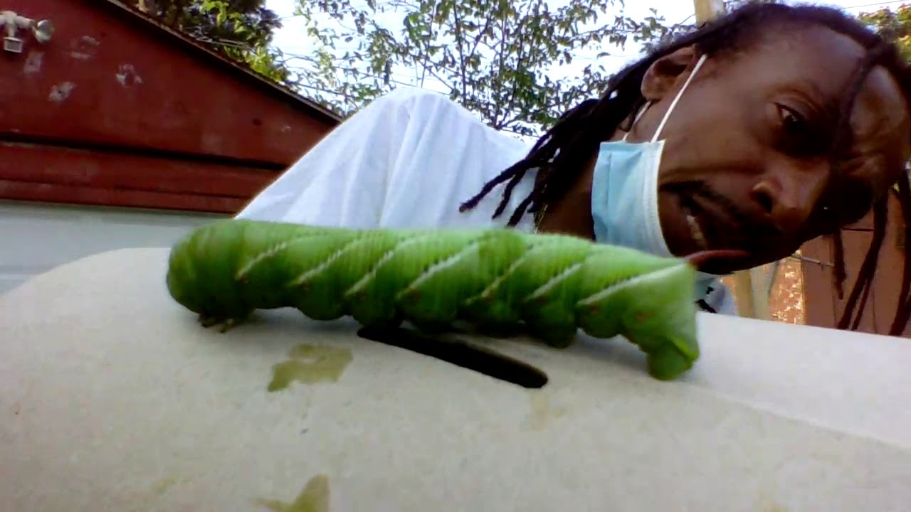 HORN WORMS  EATING MY PLANTS!! - Gardening For Beginners 2020 -  How To Control Some Pest In Garden!