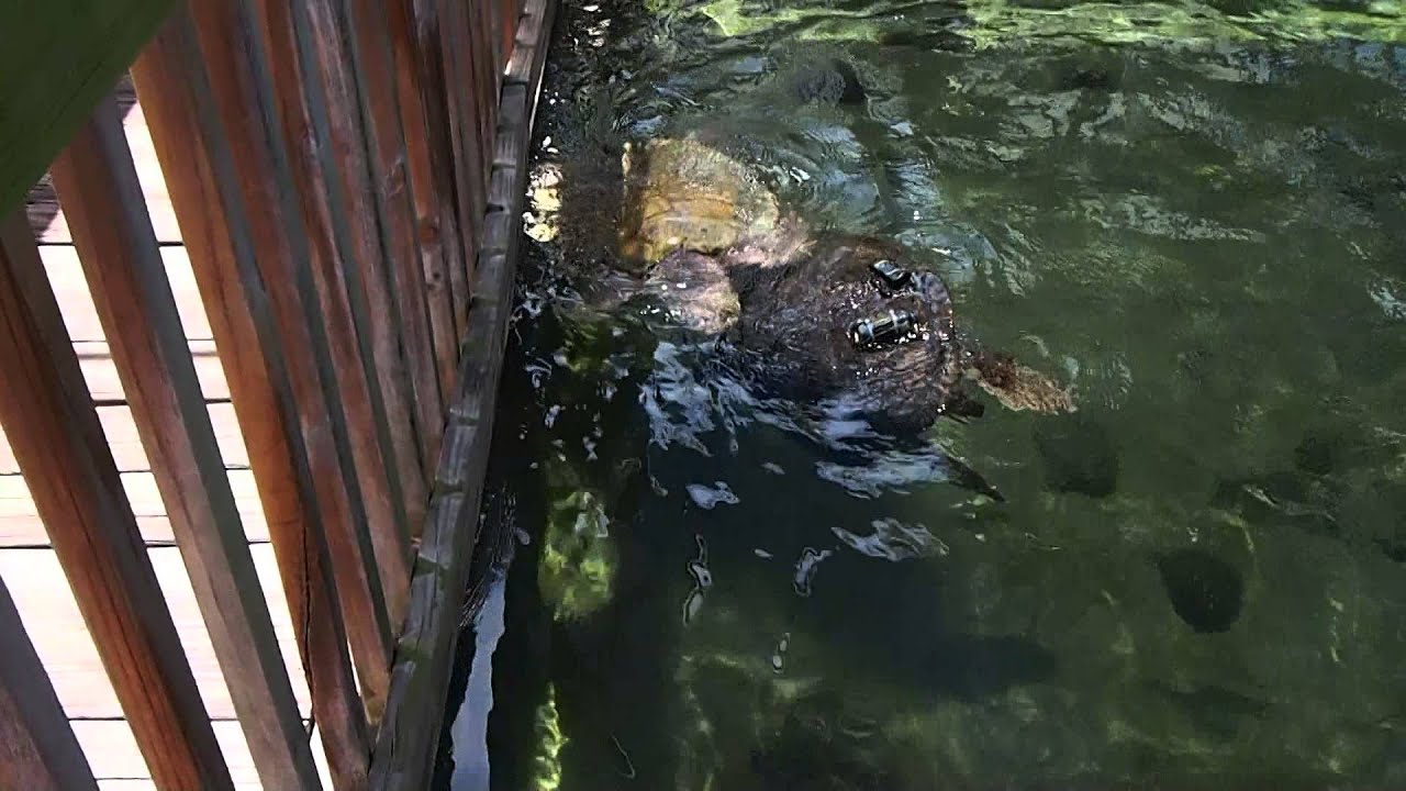 Sea Turtle Amputee Lola Swimming
