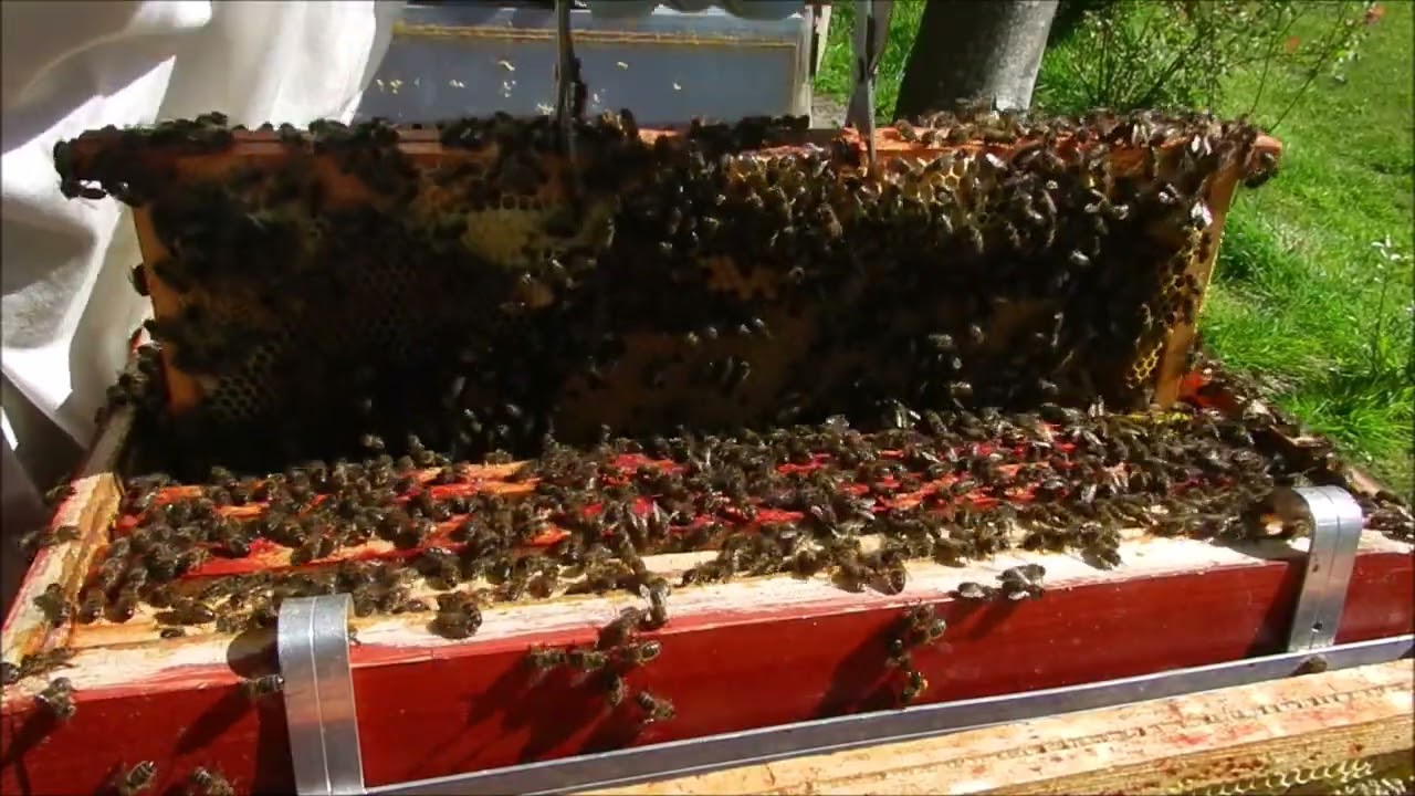 Abeilles ruche 1 ère hausse le 29 mars 2021  belle miellée avec 22 degrés en Bretagne