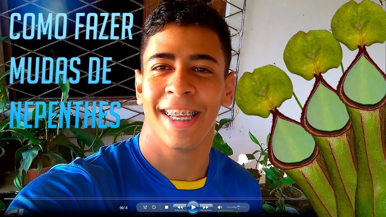 Como Fazer Mudas / Estacas da Planta Carnívora Nepenthes