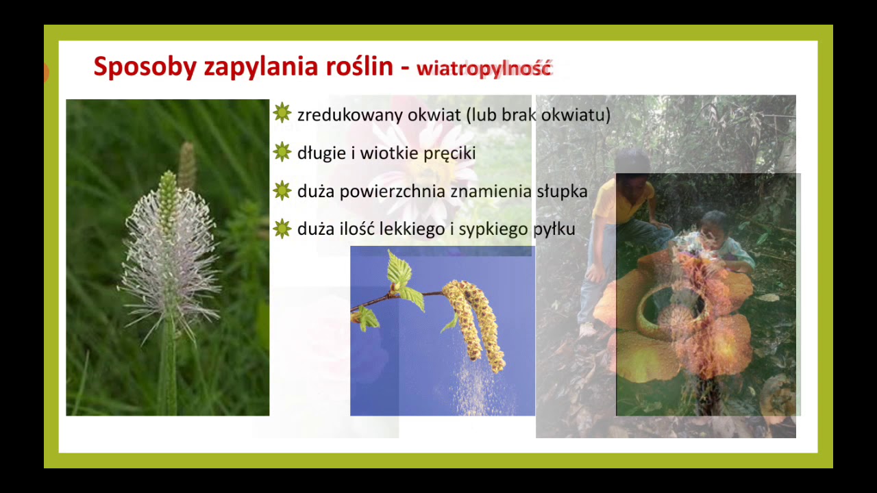 Rośliny okrytonasienne