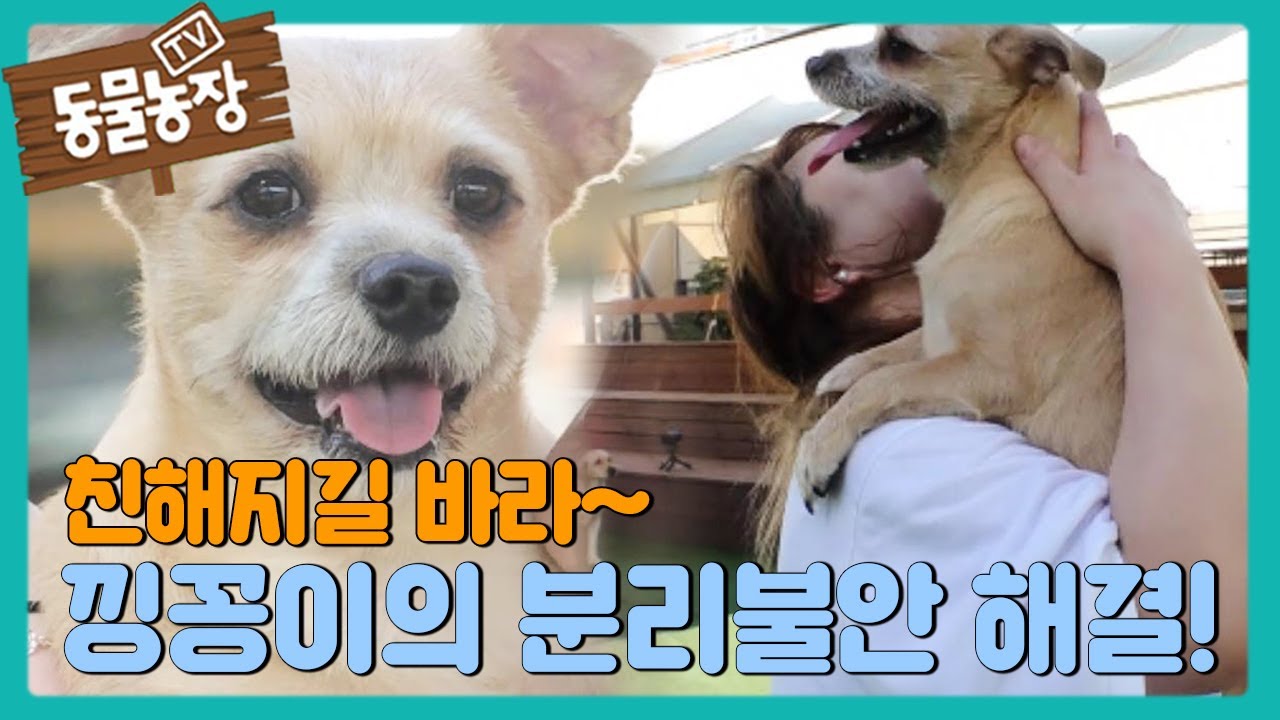‘분리불안’ 해결 낑꽁이, 아주머니와 본격 친해지기! I TV동물농장 (Animal Farm) | SBS Story