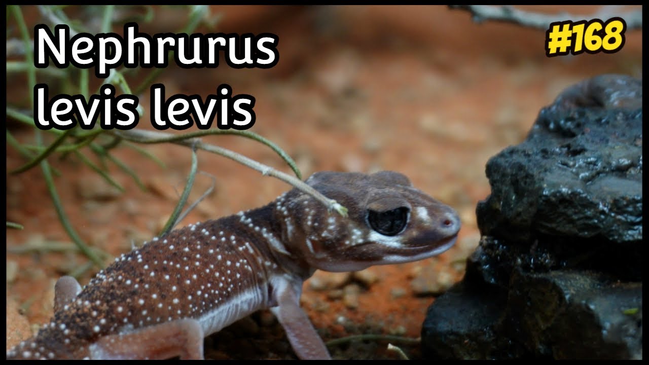 Montamos el ECOSISTEMA perfecto para nuestra pareja de Nephrurus levis | KANAKY VLOG #168
