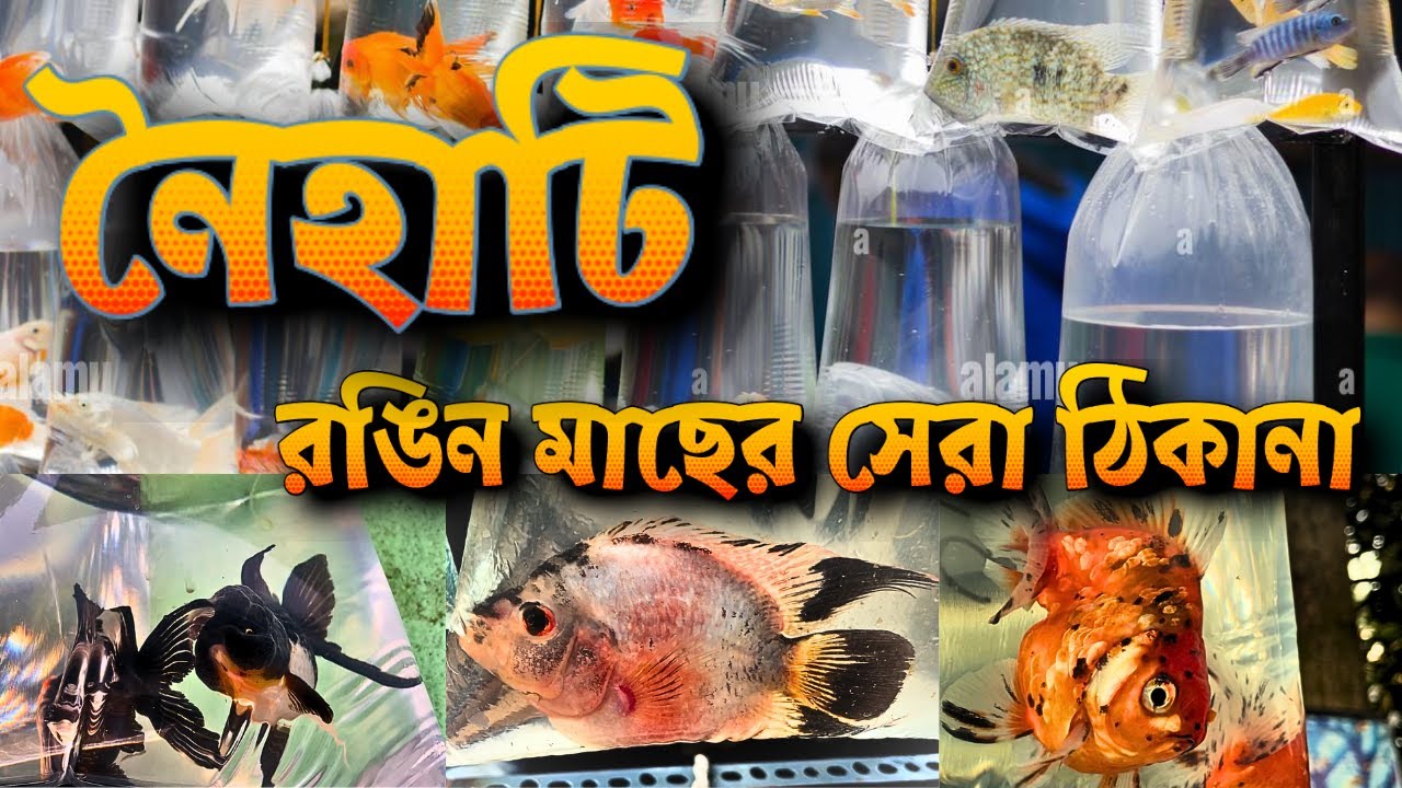 Naihati AQUARIUM FISH Market: Aquarium Fish Prices, Fresh Varieties & Availability Update! 🐟