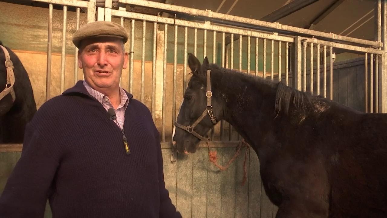 Dierenbeul mishandelt paard