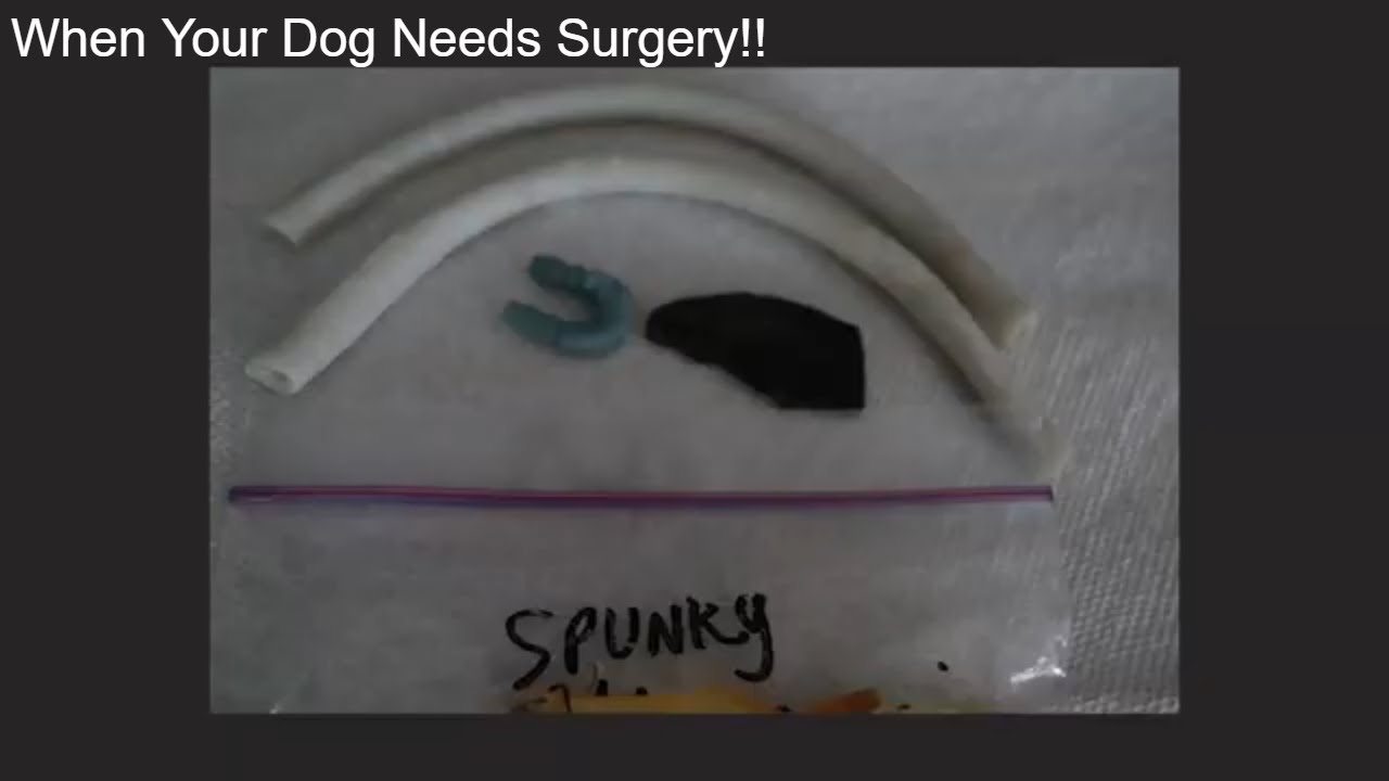 Questions For Your Vet (and Yourself) When Your Dog Needs Surgery