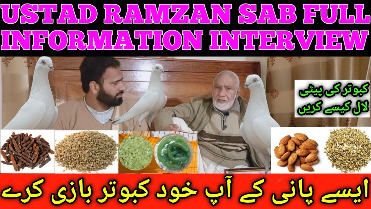 USTAD RAMZAN SAB INTERVIEW LAJWAB INFORMATION 🕊️🥰 || KABUTAR BAAZ || KABOOTAR BAZI YAZMAN