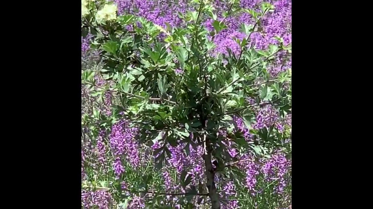 Erzurum ispir başköy kaşıklı
