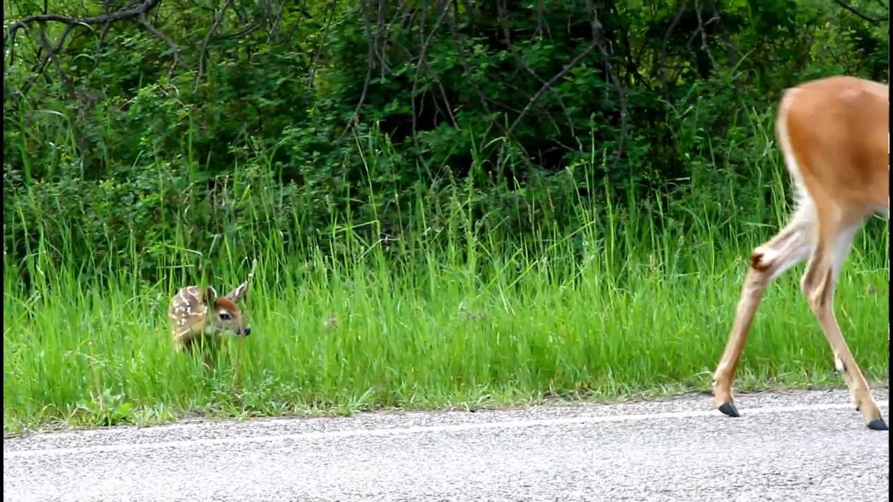Newborn fawn with Mom