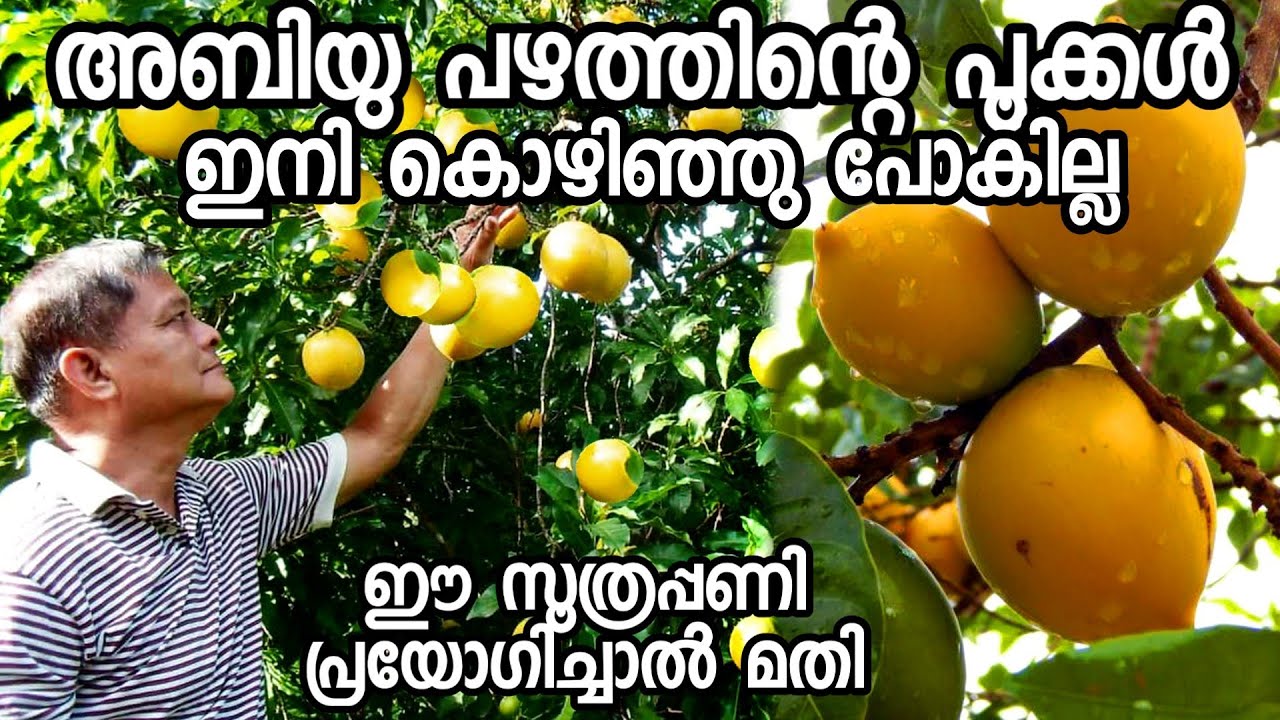 അബിയു പഴം നിറഞ്ഞു കായ്ക്കും|ഒരൊറ്റ പൂവും കൊഴിയില്ല|fruit plants malayalam|pazhachedikal malayalam