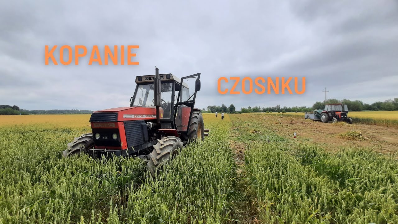 Kopanie Czosnku 2022 ☆ Zetor ☆ Ursus