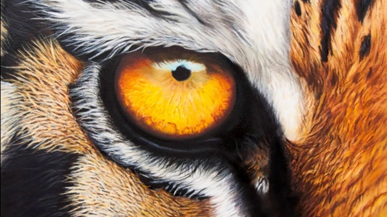 ojo de tigre Tiger's Eye (remix) dj jeyck brazon