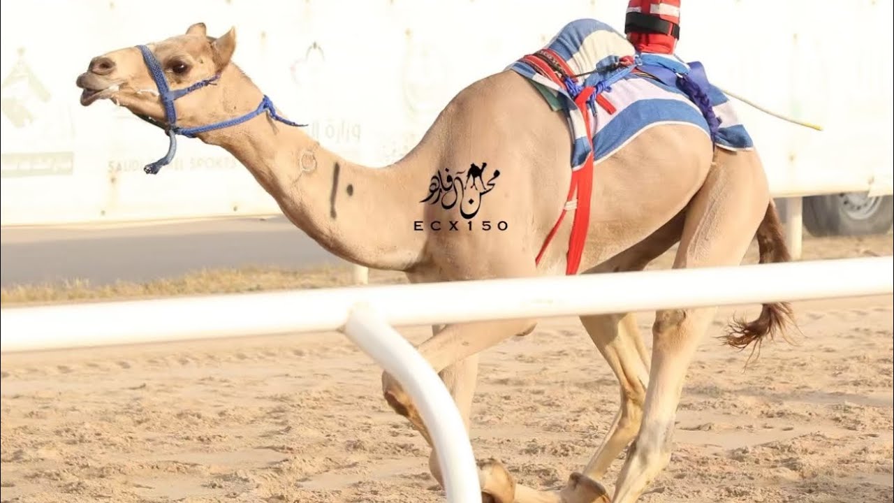 فال : فاضل بن ظفر الهاجري