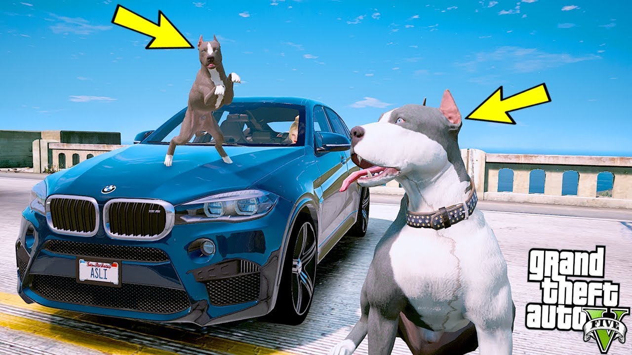 YAVRU PİTBULL ABİSİ KAOS'LA BİRLİKTE ARABAYLA GEZİYOR! - GTA 5