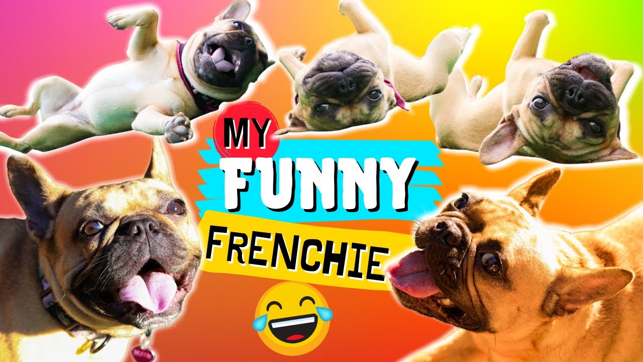 Funny French Bulldog Being Crazy Compilation