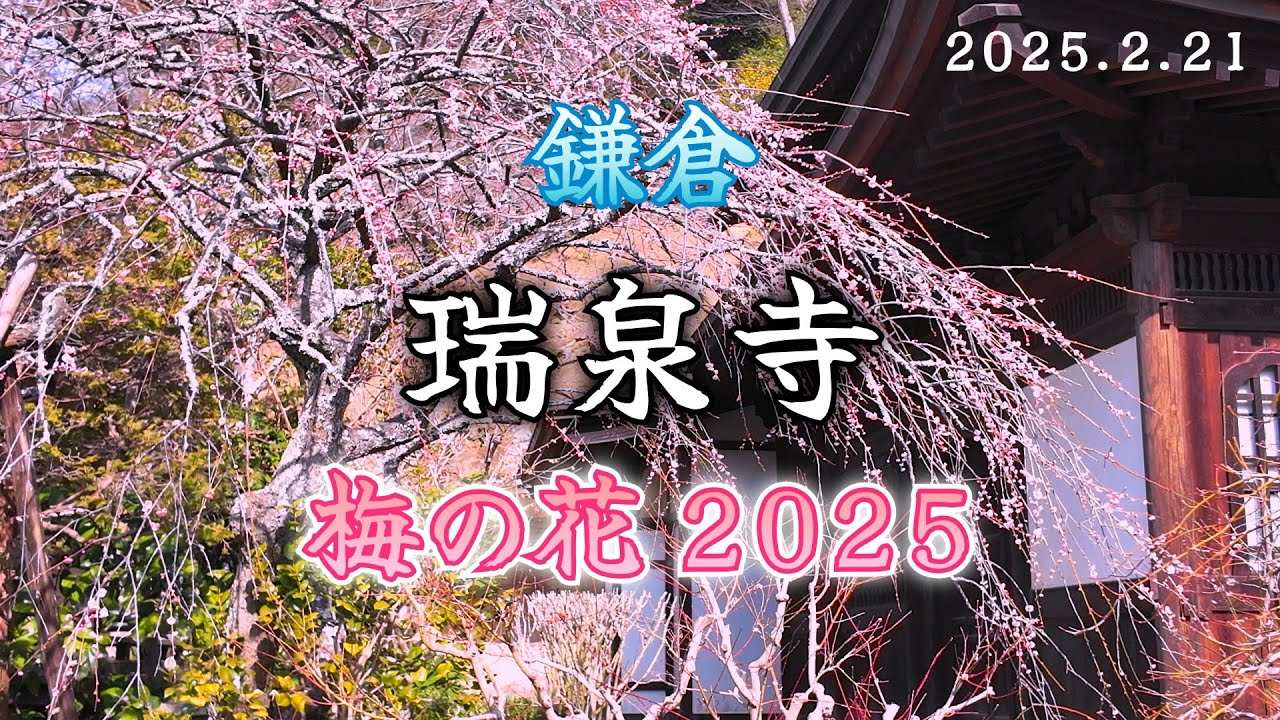 鎌倉 瑞泉寺｜梅の花の開花状況【2025年2月21日(金)】しだれ梅が咲いていました！