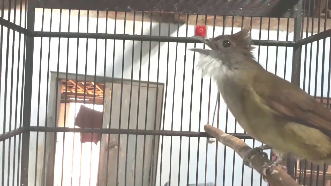 hitungan detik cucak jenggot Bisu dijamin nyaut, Masteran jenggot ngepik, mbeset dahsyat