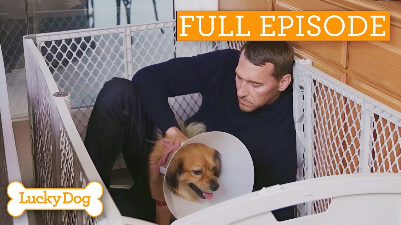 Dogs Who Healed And Found The Love They Deserved | Best Of Lucky Dog | Full Episode S5 Ep24