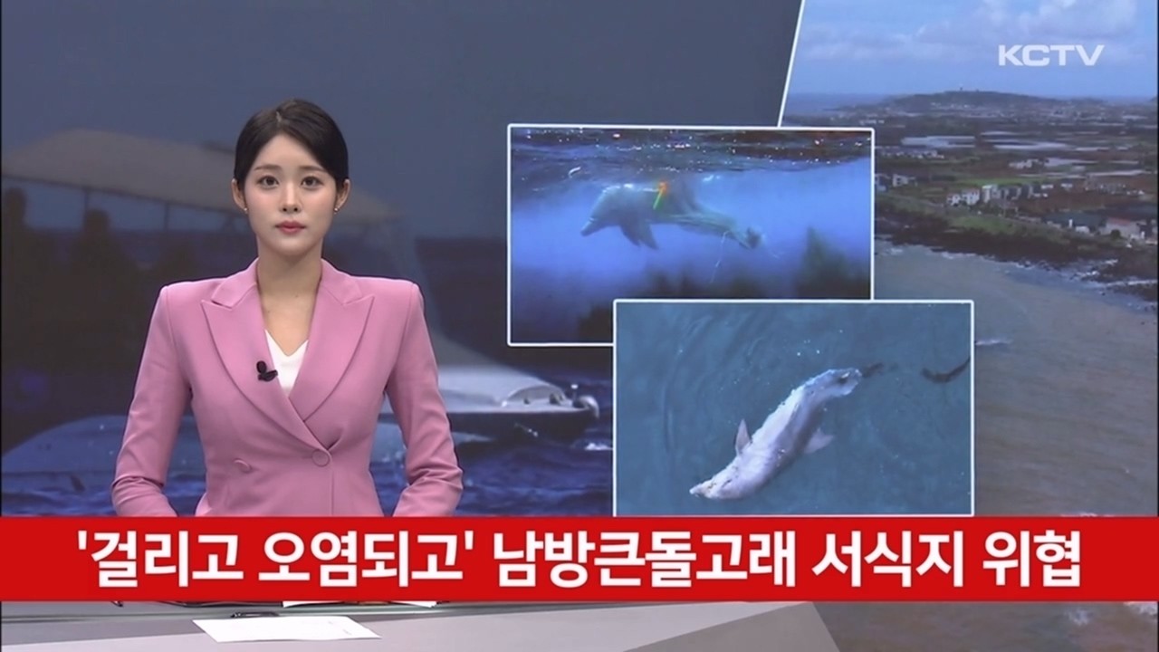 '걸리고 오염되고' 남방큰돌고래 서식지 위협