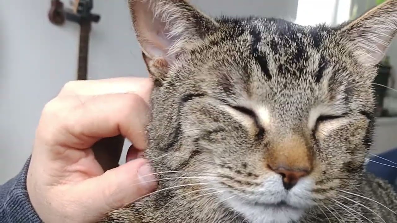 10 min purr