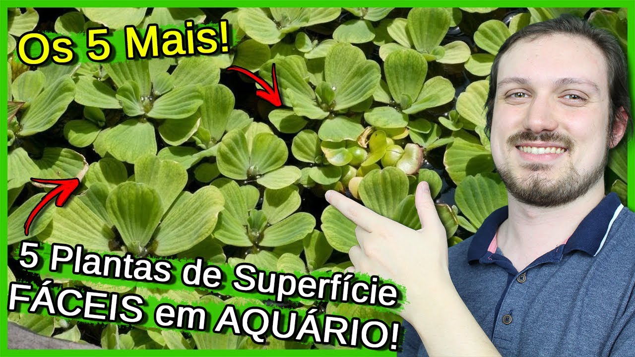 5 Plantas de SUPERFÍCIE Fáceis para Aquário! (Flutuantes)