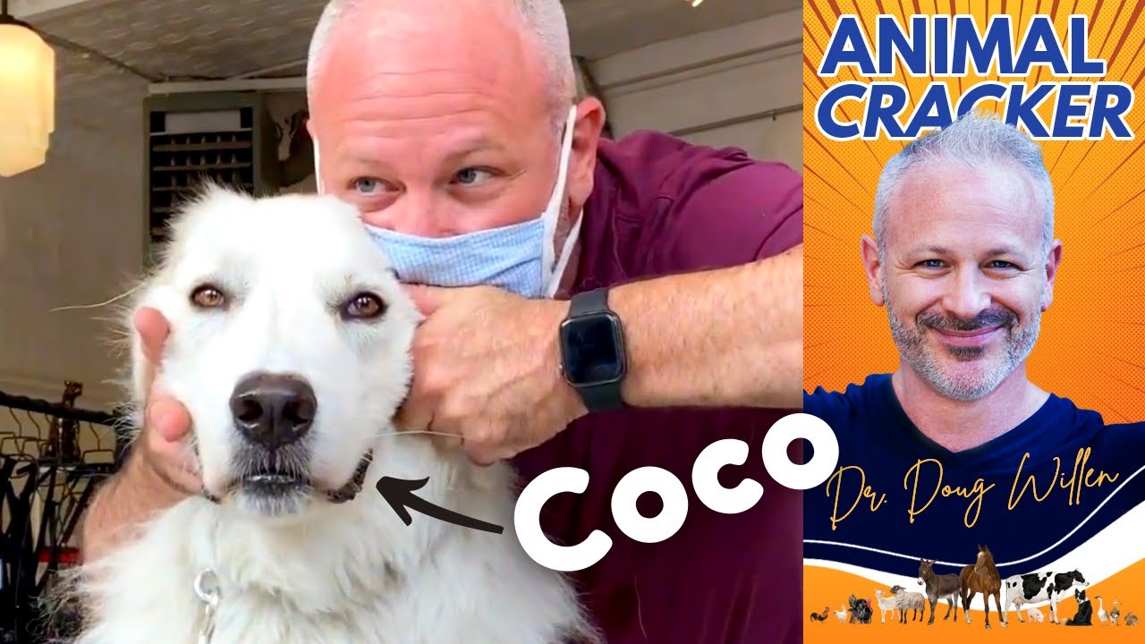 GREAT PYRENEES gets Chiro Adjustment from the ANIMAL CRACKER! (Re-Release)