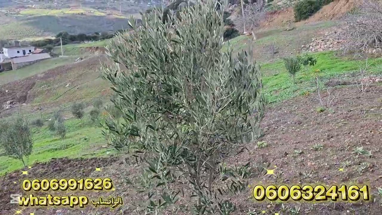 قطعة ارضيه ملكية قابلة للتحفيظ 2200متر مغروسة فيها دار وبير وصلا الماء الضوء والطريق في الخميس آنجرة